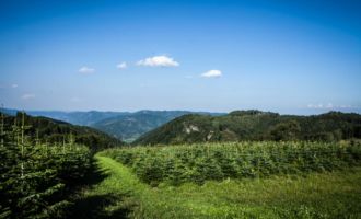 Panorama Binders Christbaeume