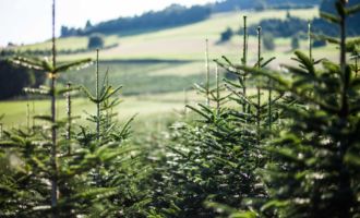 Blick aus den Christbaumkulturen